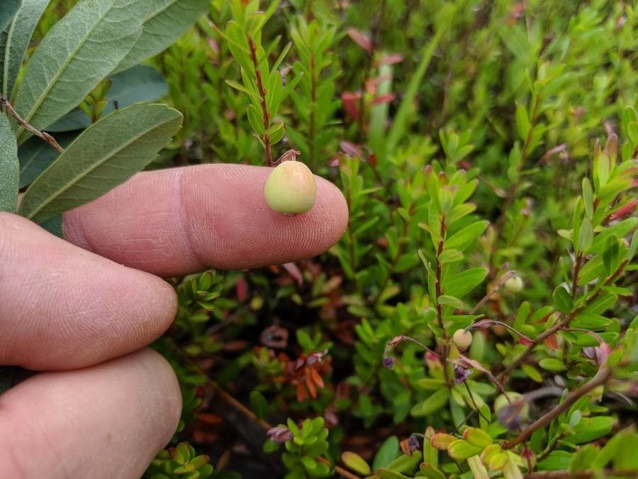 Gaultheria hispidula fruit
