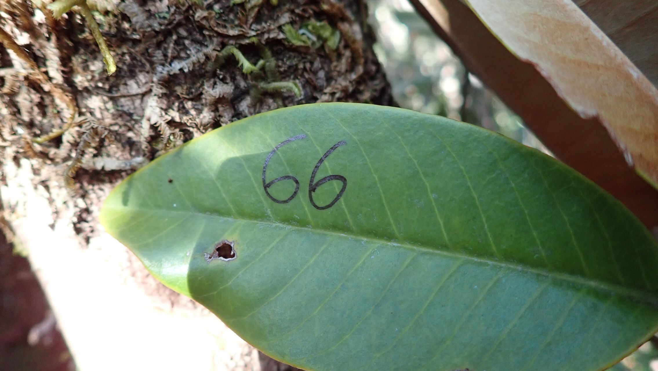 Pycnandra canaliculata leaf