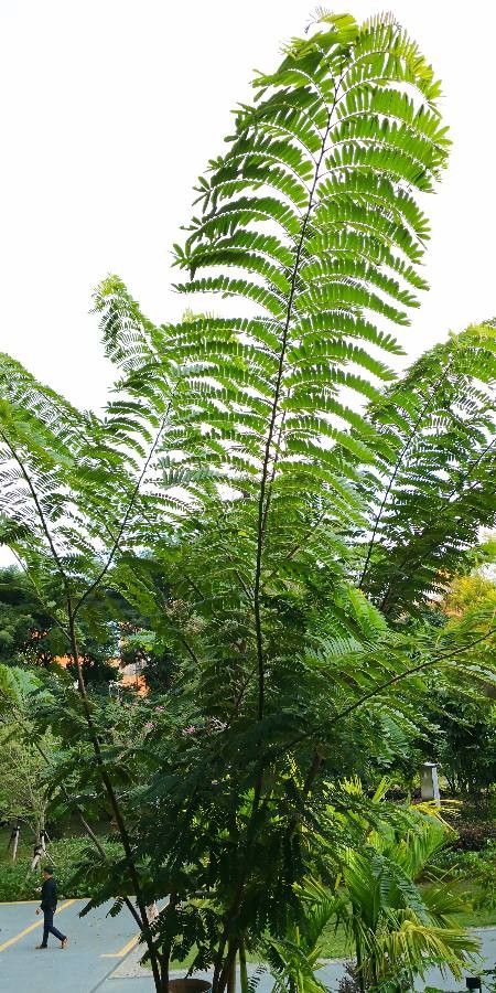 Cassia bakeriana — search result for 'Cassia'