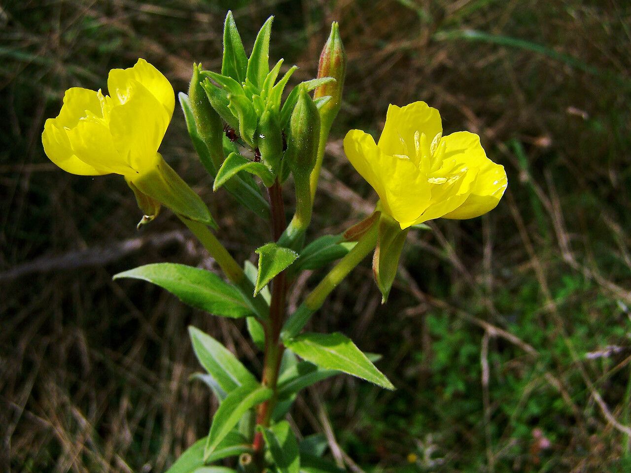 Oenothera rubricaulis flower