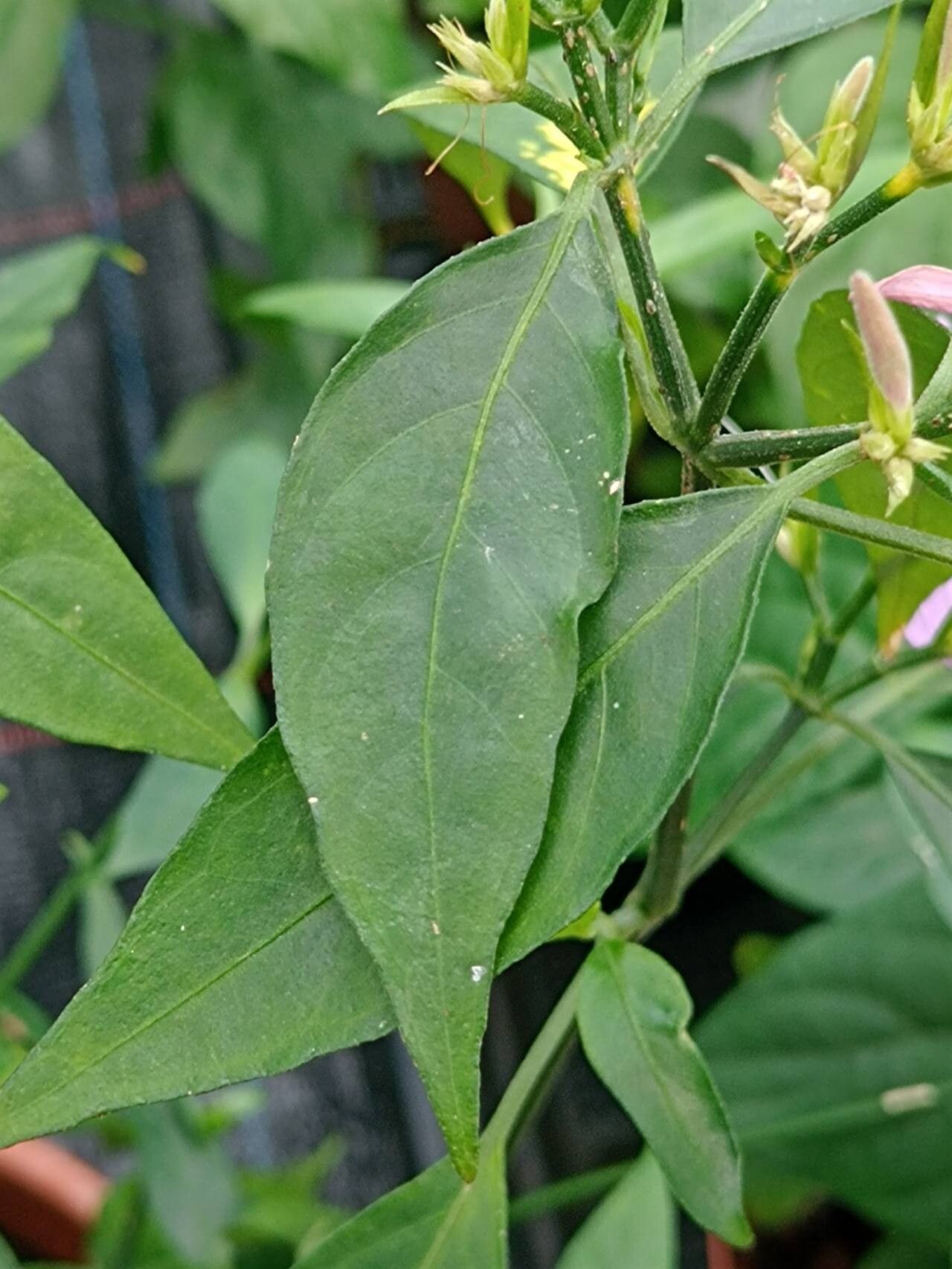 Dicliptera undulata — houseplant care guide