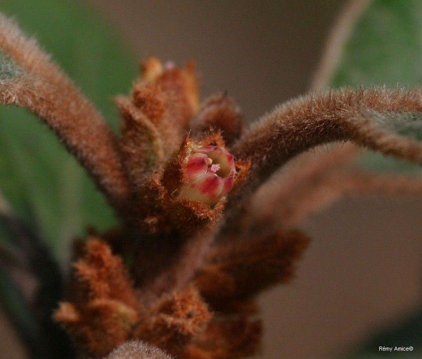 Planchonella crassinervia flower