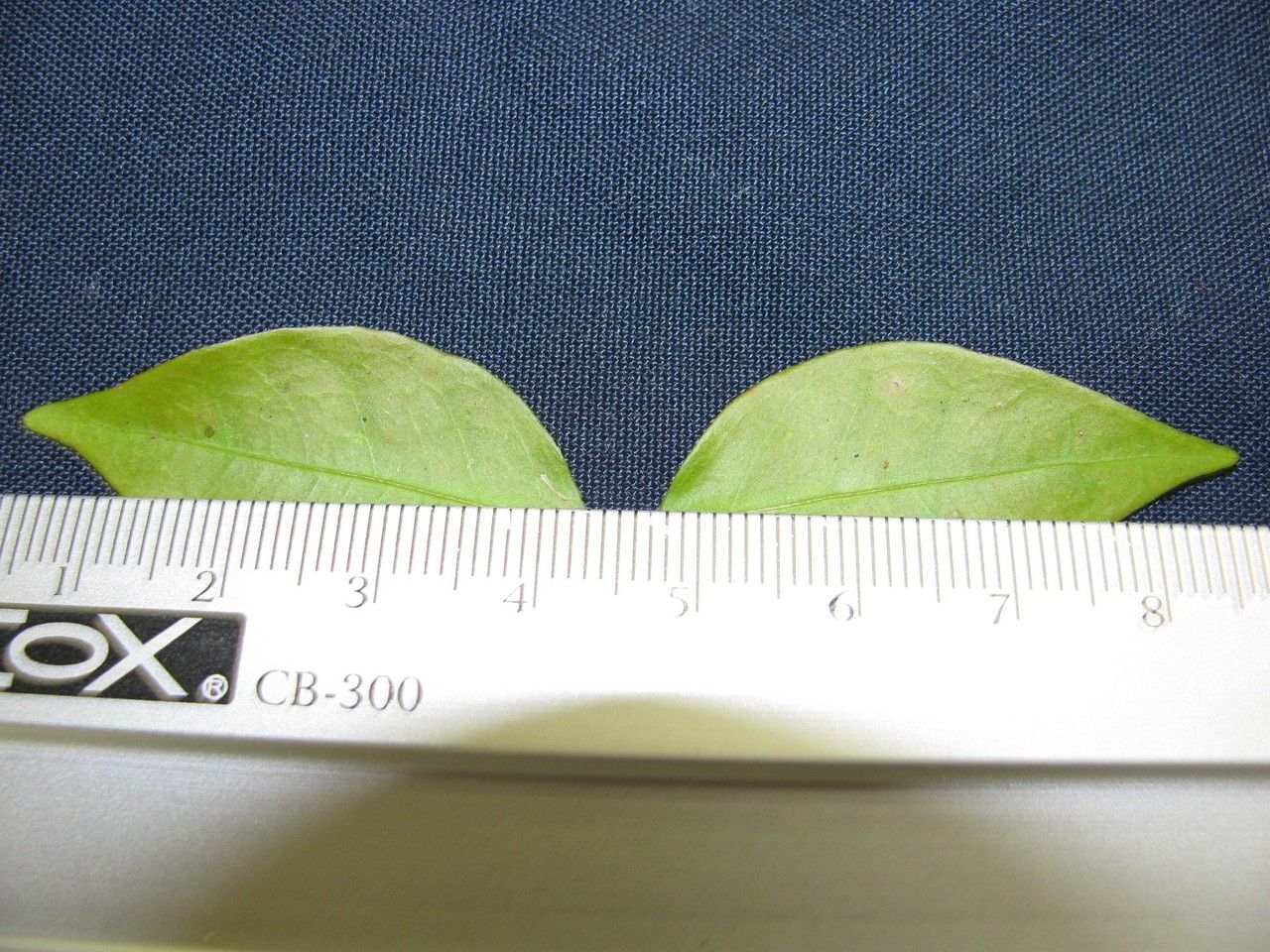 Tetrapterys discolor other