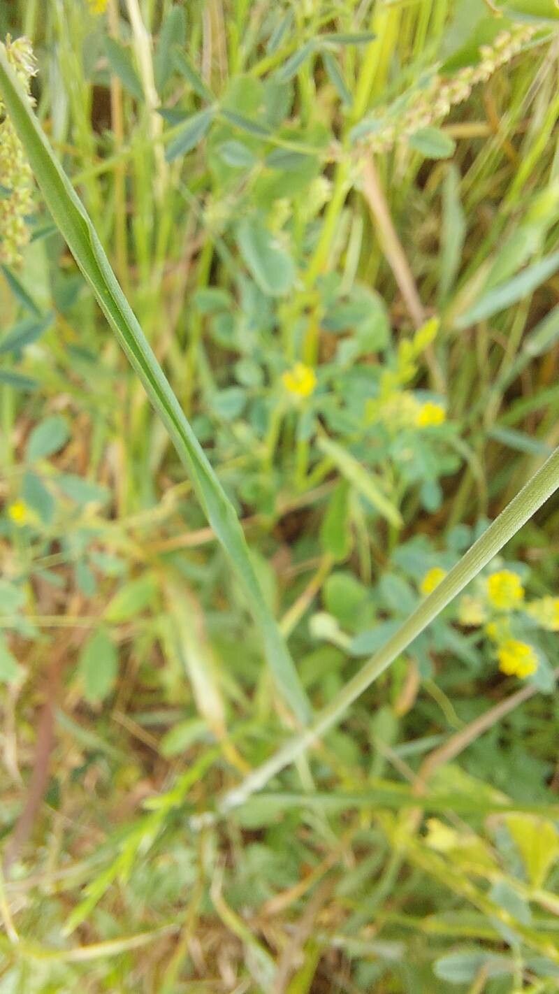 Bromus scoparius bark