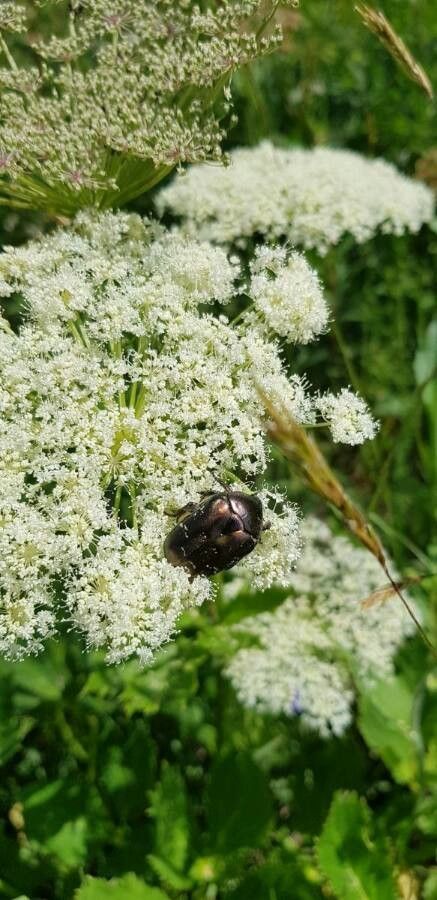 Imperatoria ostruthium flower