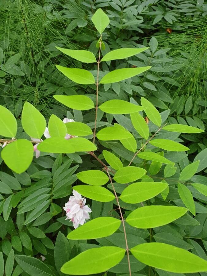 Indigofera decora leaf