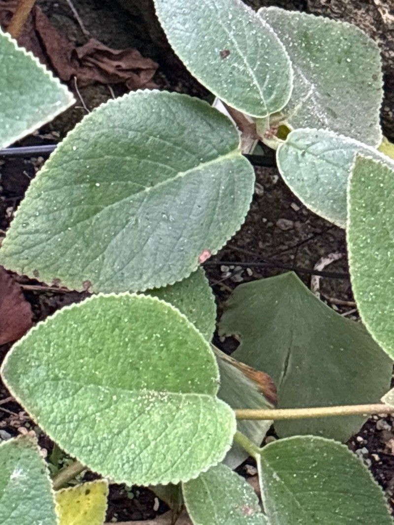 Sinningia canescens — related species from the same genus