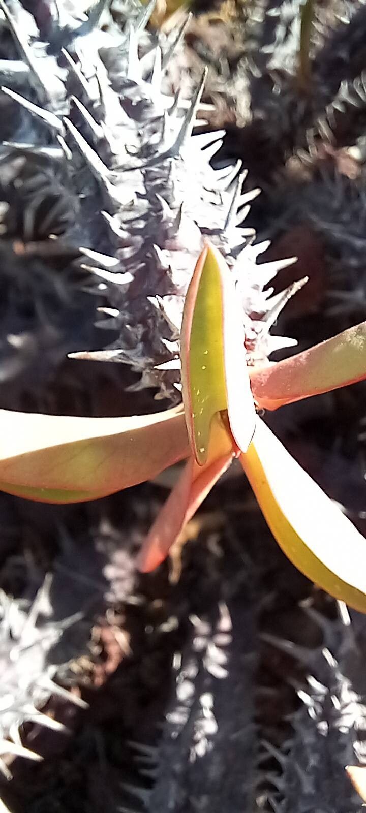 Euphorbia leandriana — houseplant care guide