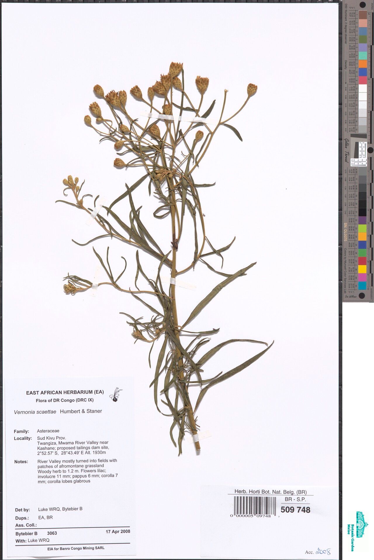 Vernonia scaettae — houseplant care guide