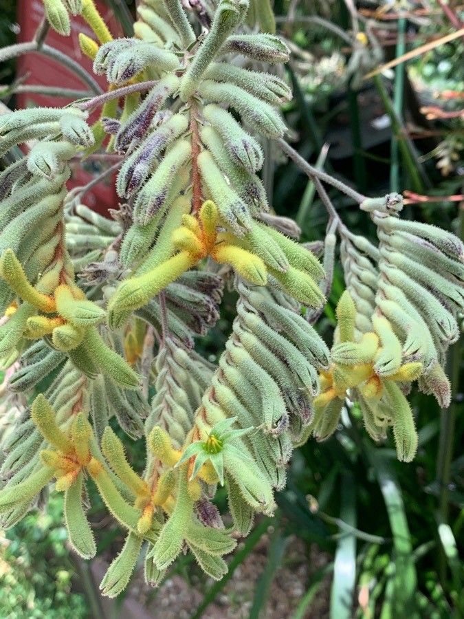 Anigozanthos spp. flower