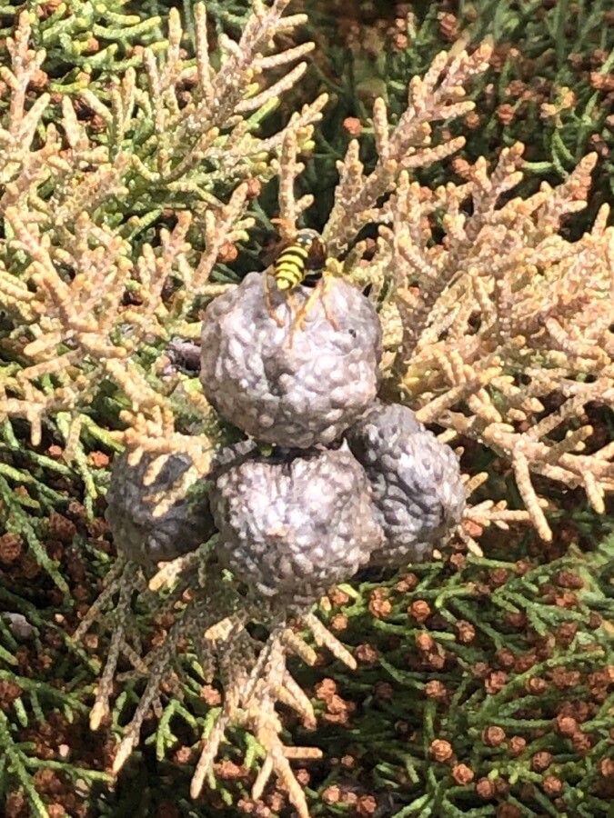 Cupressus bakeri fruit