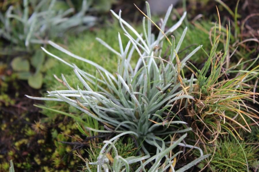 Plantago sericea leaf