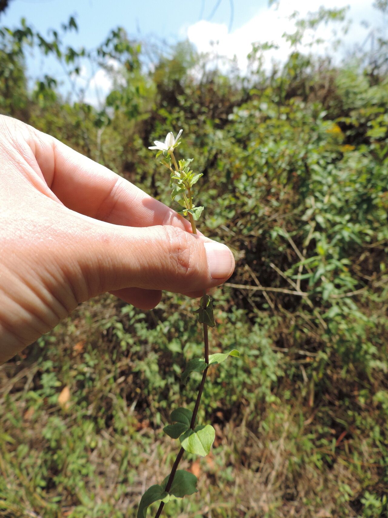 Swertia brownii habit
