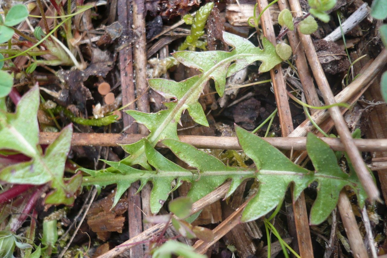 Taraxacum navarrense leaf