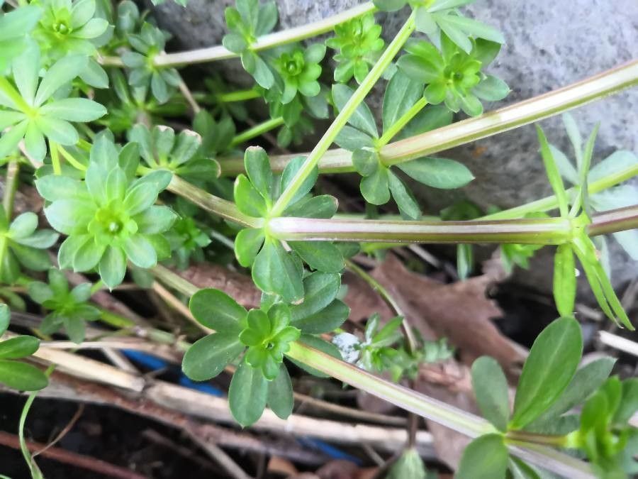 Galium glaucum leaf
