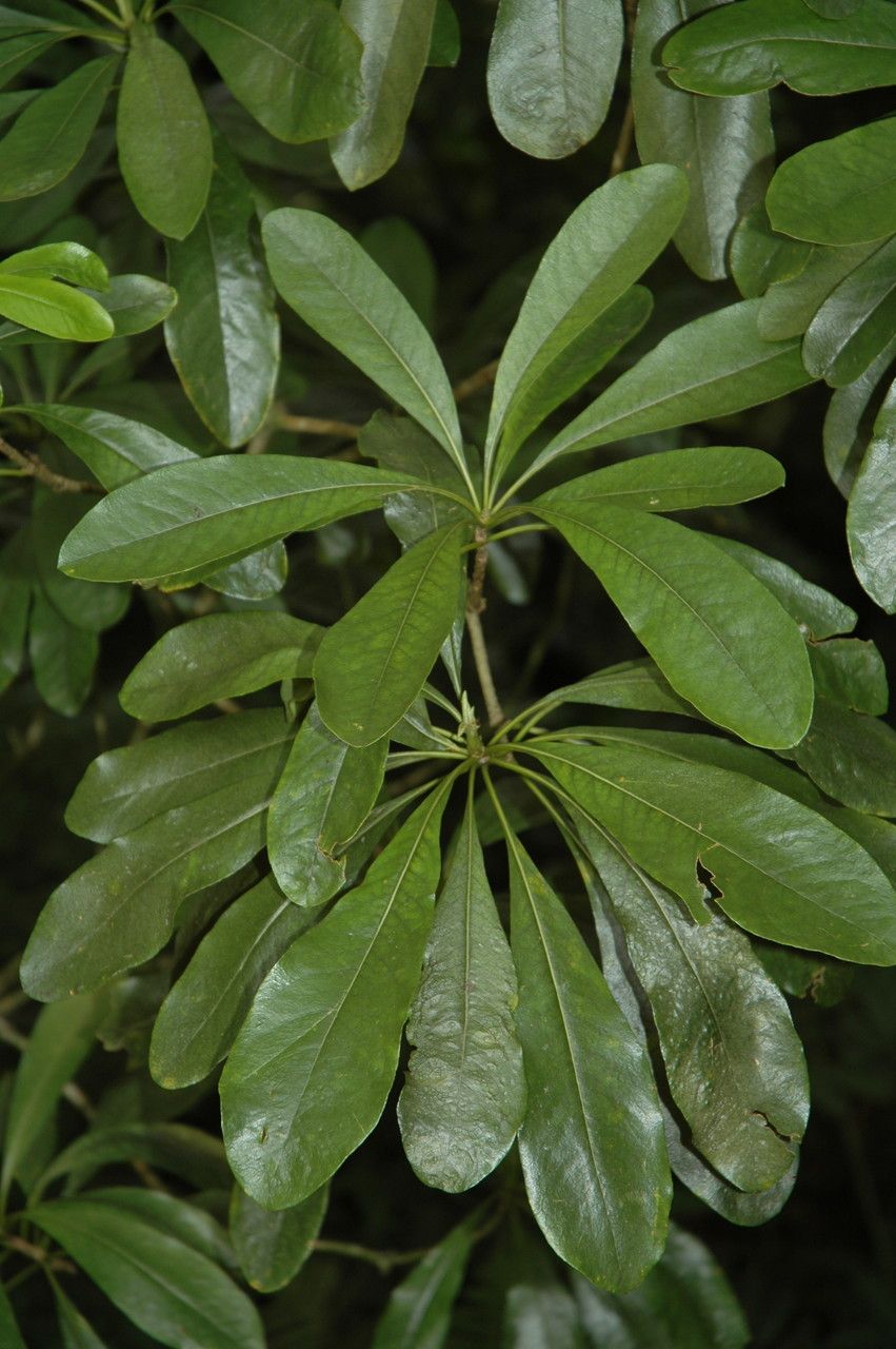 Pittosporum glabrum — search result for 'Pittosporum'
