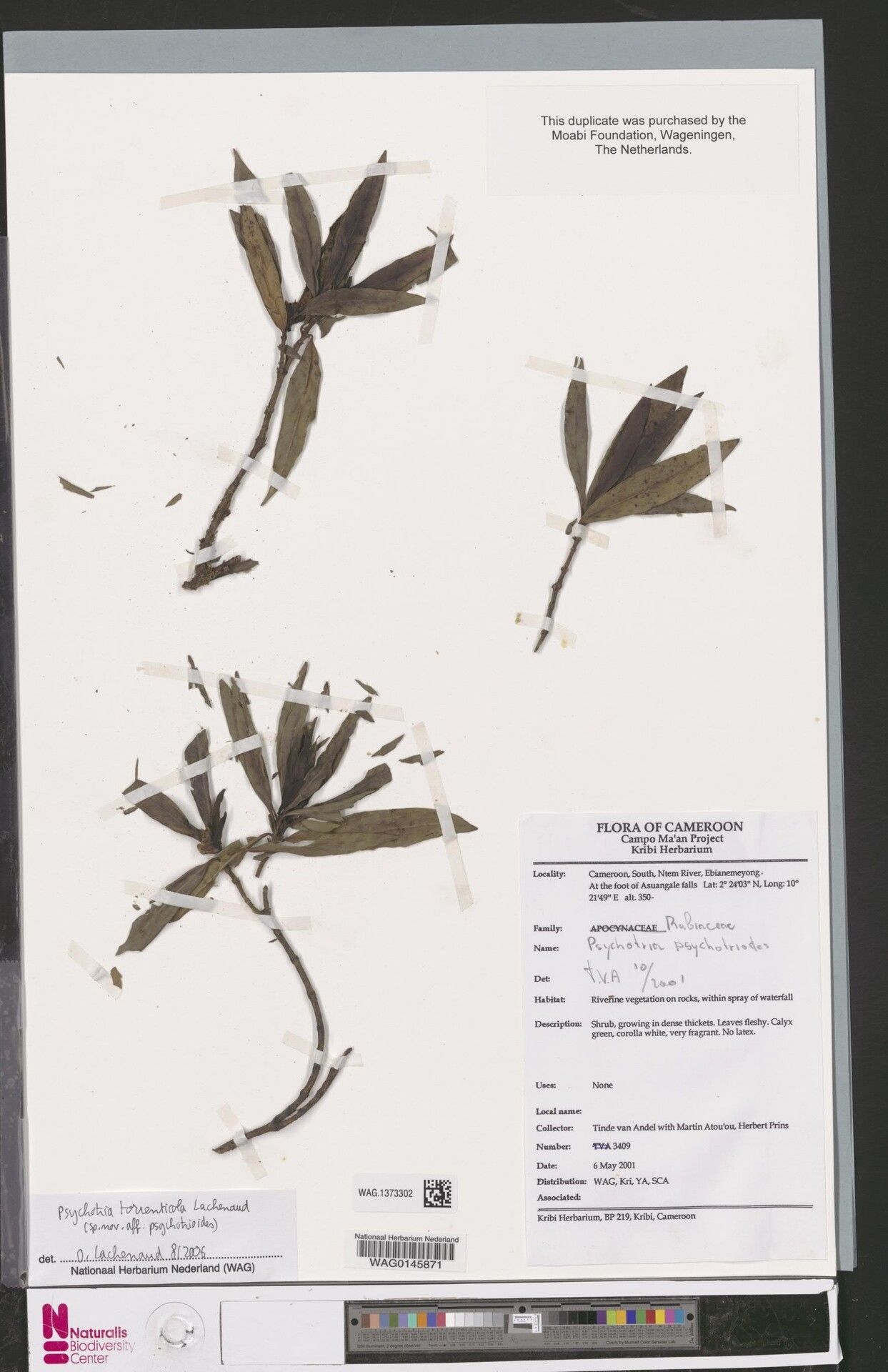 Psychotria torrenticola — houseplant care guide