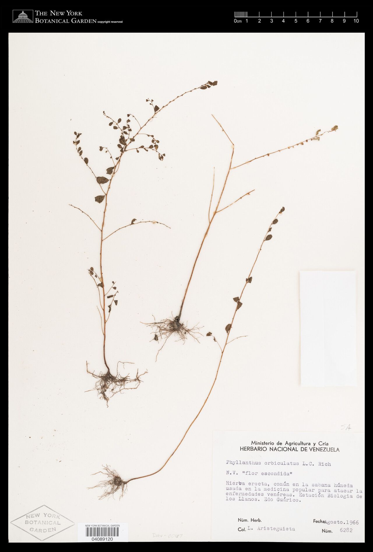 Phyllanthus orbiculatus other