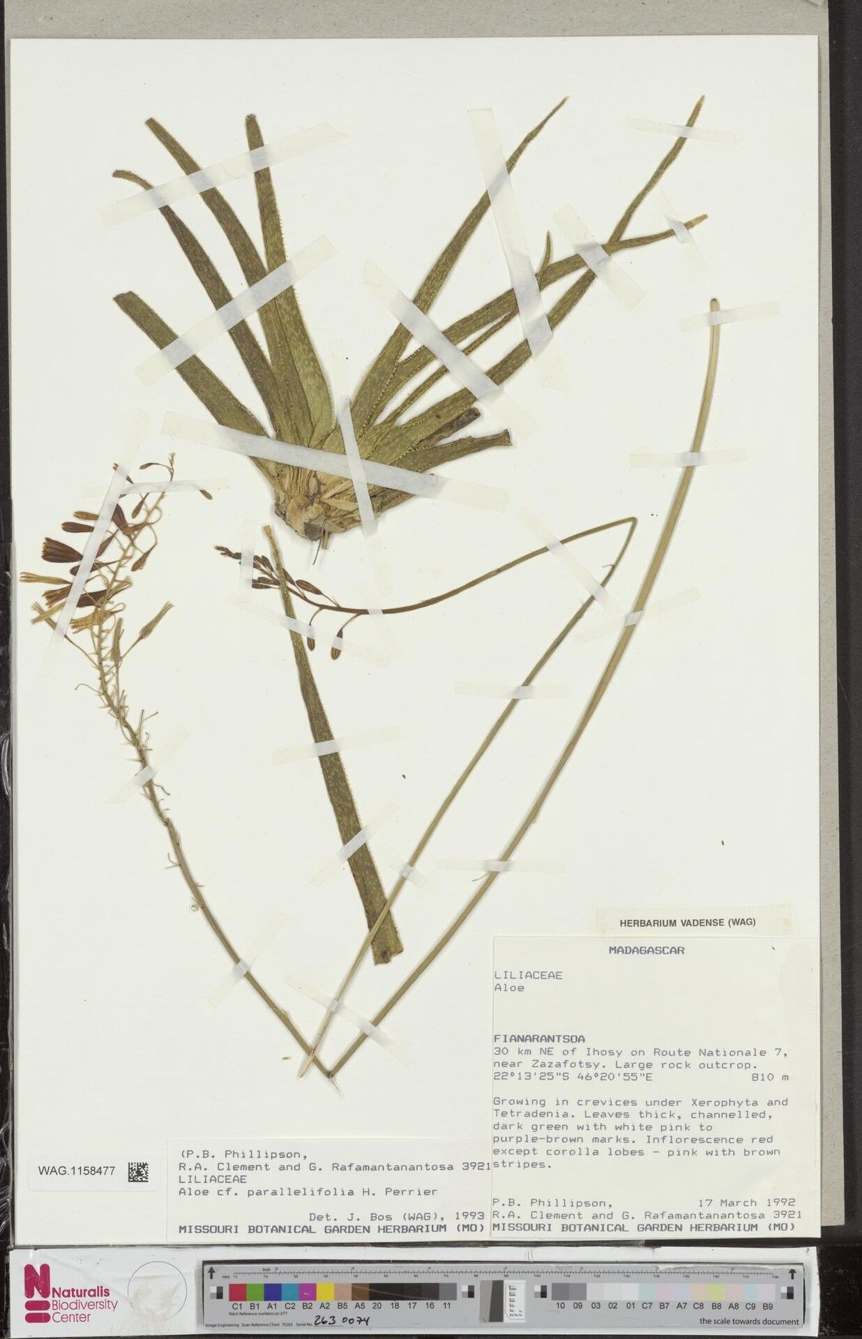 Aloe parallelifolia — houseplant care guide