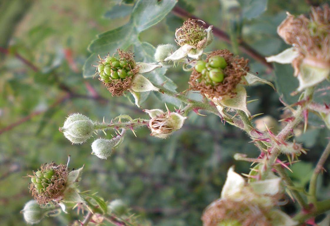 Rubus geniculatus fruit