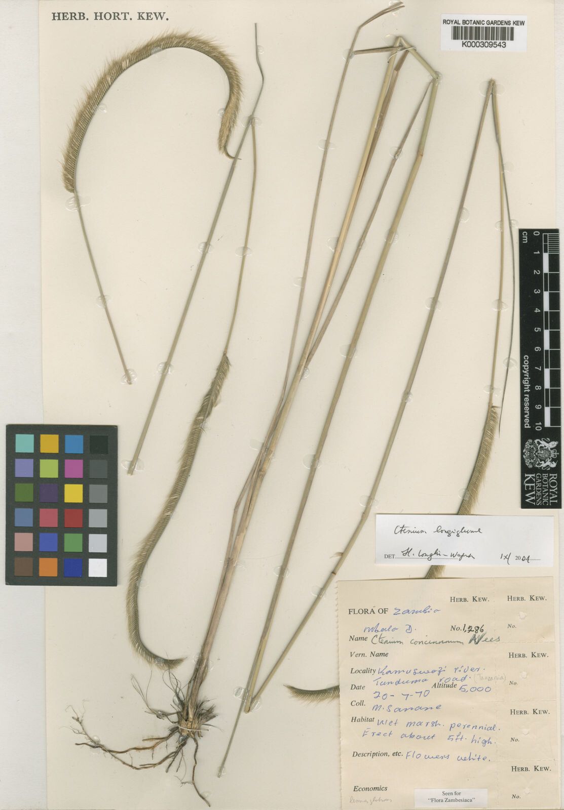 Ctenium longiglume — houseplant care guide