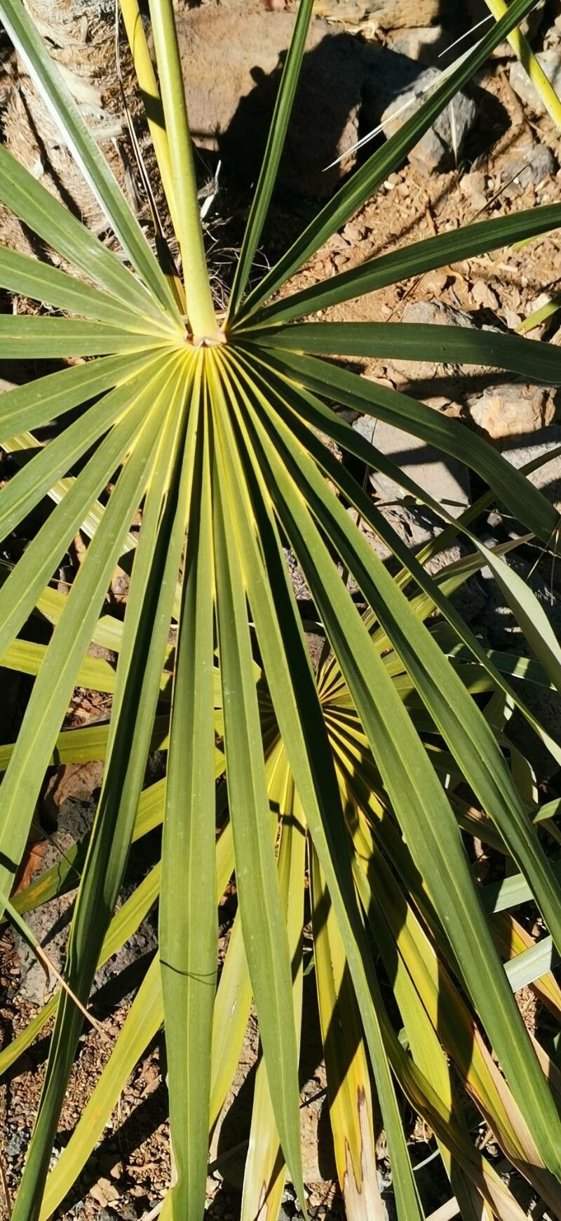 Coccothrinax gracilis leaf