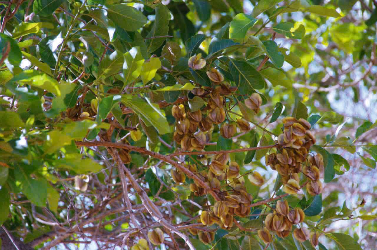 Combretum glutinosum fruit