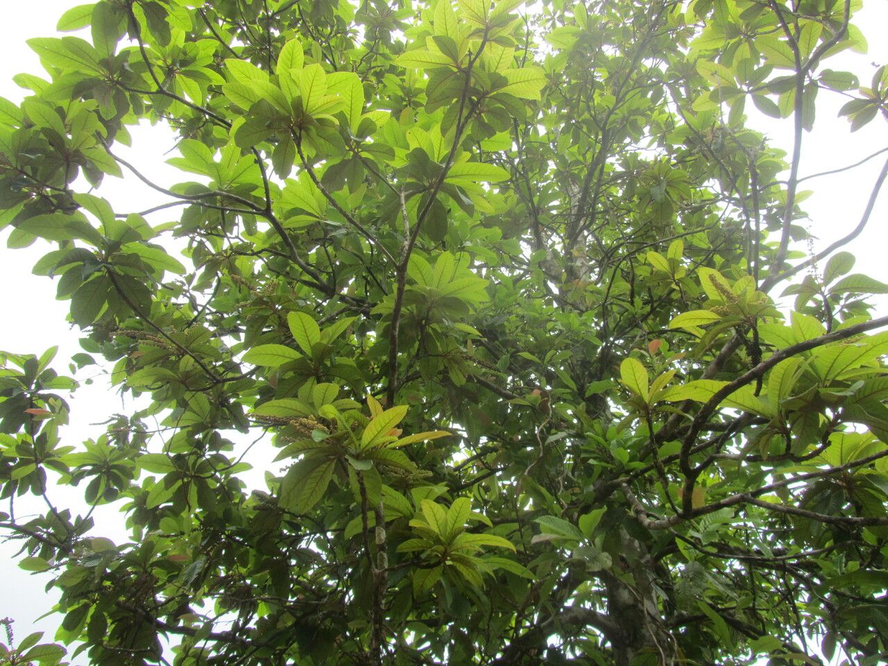 Clethra mexicana — search result for 'Clethra'