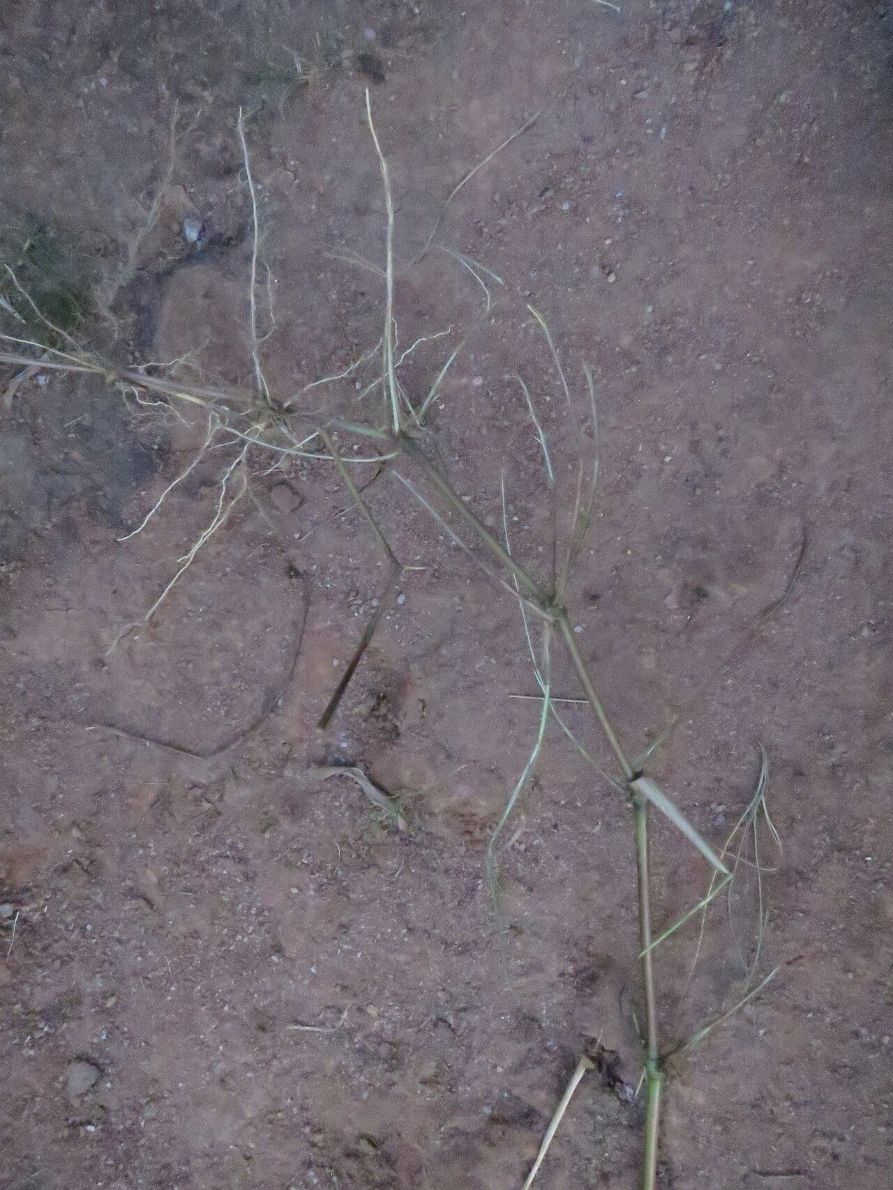 Hyparrhenia schimperi — houseplant care guide