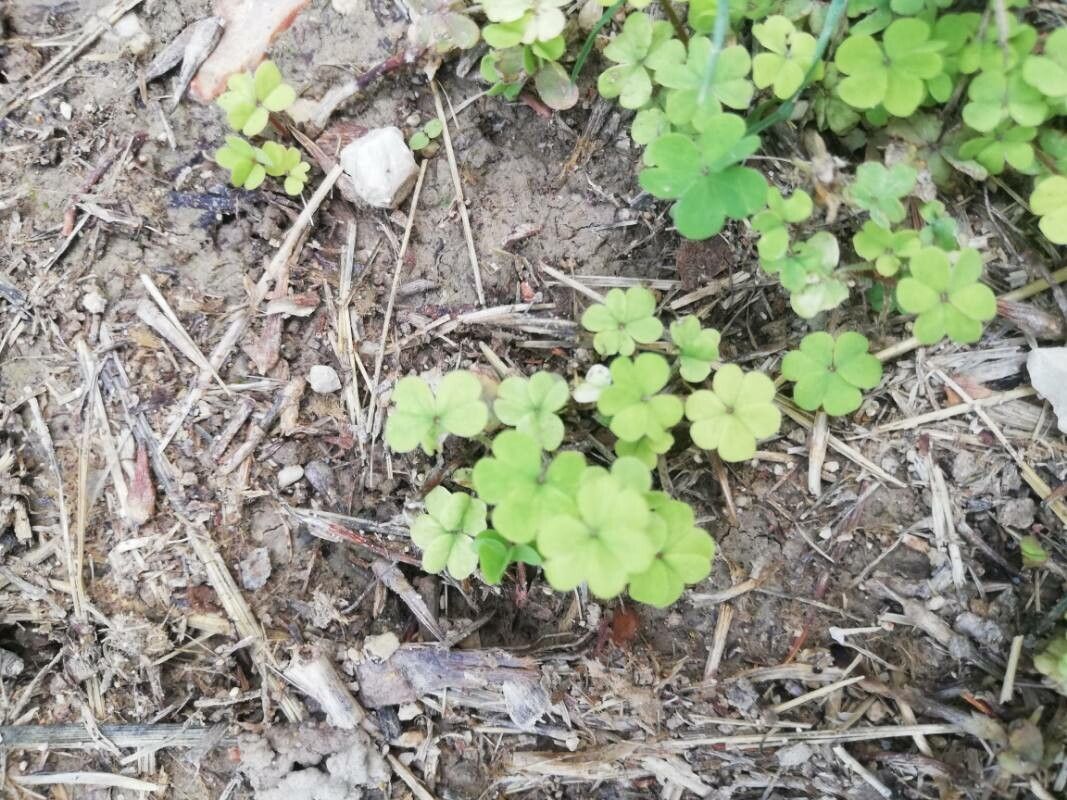 Oxalis incarnata — search result for 'Oxalis'