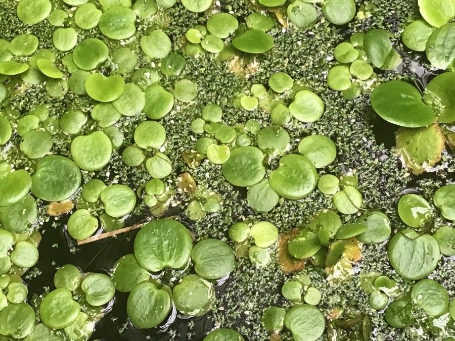 Spirodela polyrrhiza — related species from the same genus