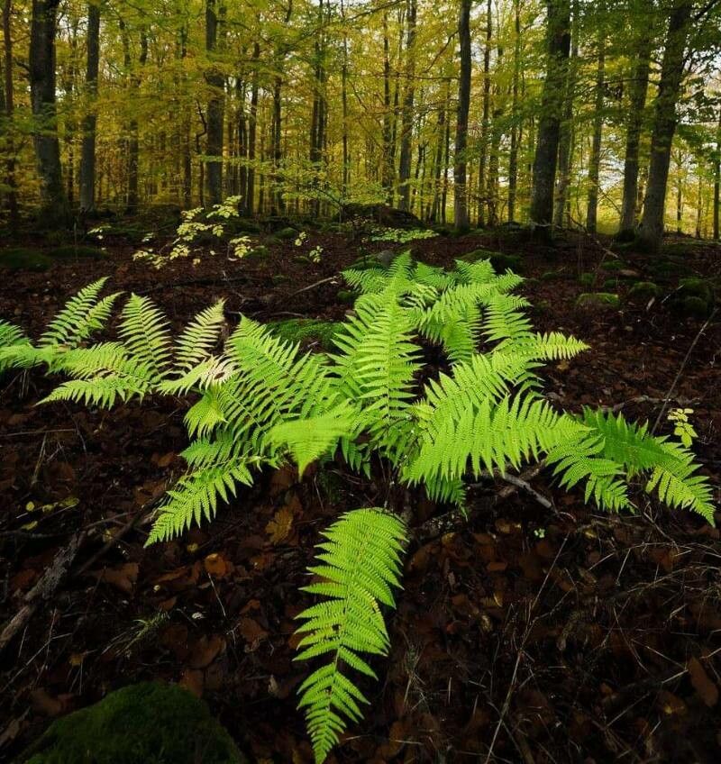 Thelypteris noveboracensis — search result for 'Thelypteris'