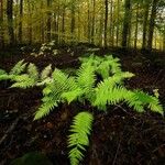 Thelypteris noveboracensis