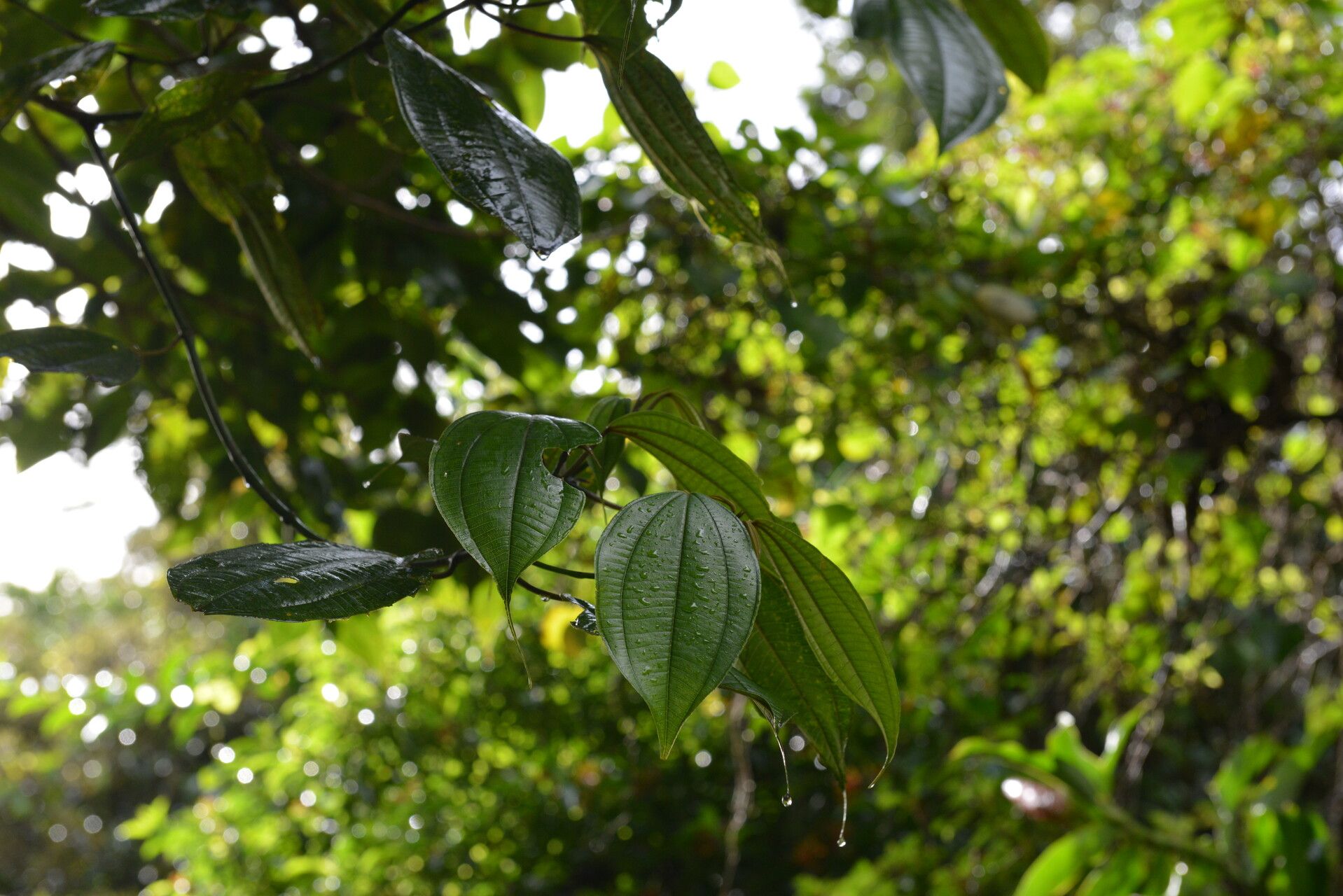 Miconia donaeana — houseplant care guide
