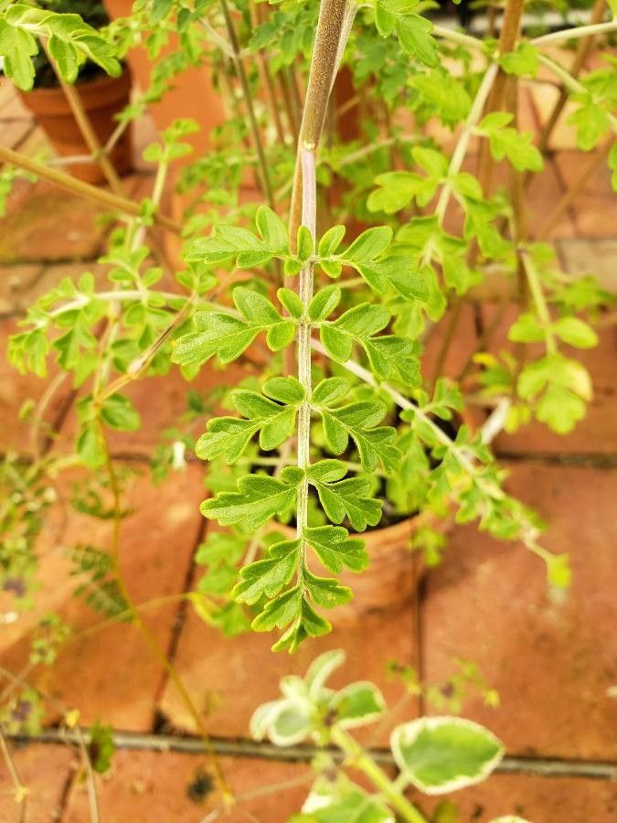 Plectranthus bipinnatus — search result for 'Plectranthus'