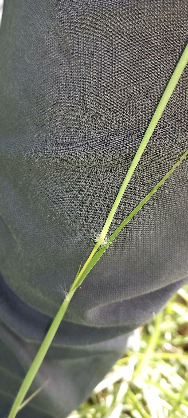 Bothriochloa pertusa bark