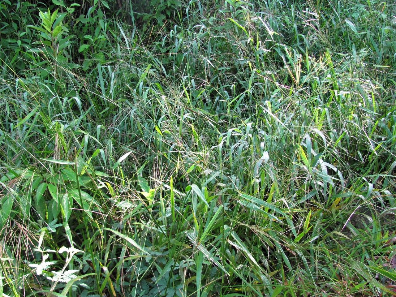 Axonopus micay habit
