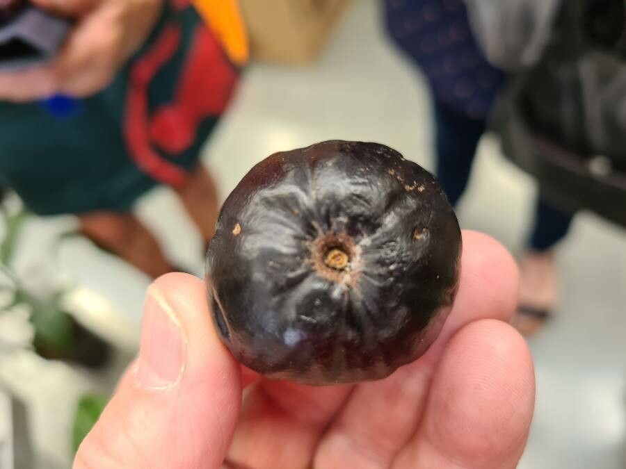 Elaeocarpus eumundi — houseplant care guide