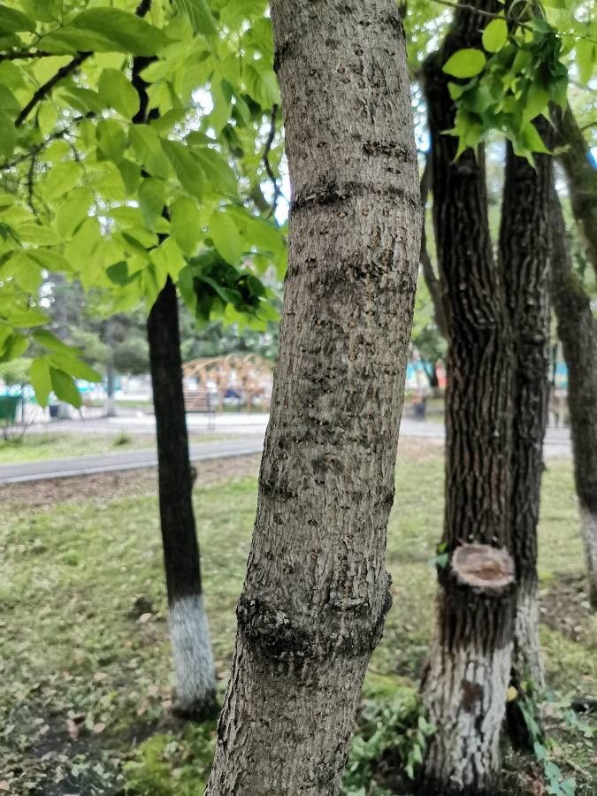Fraxinus mandshurica bark