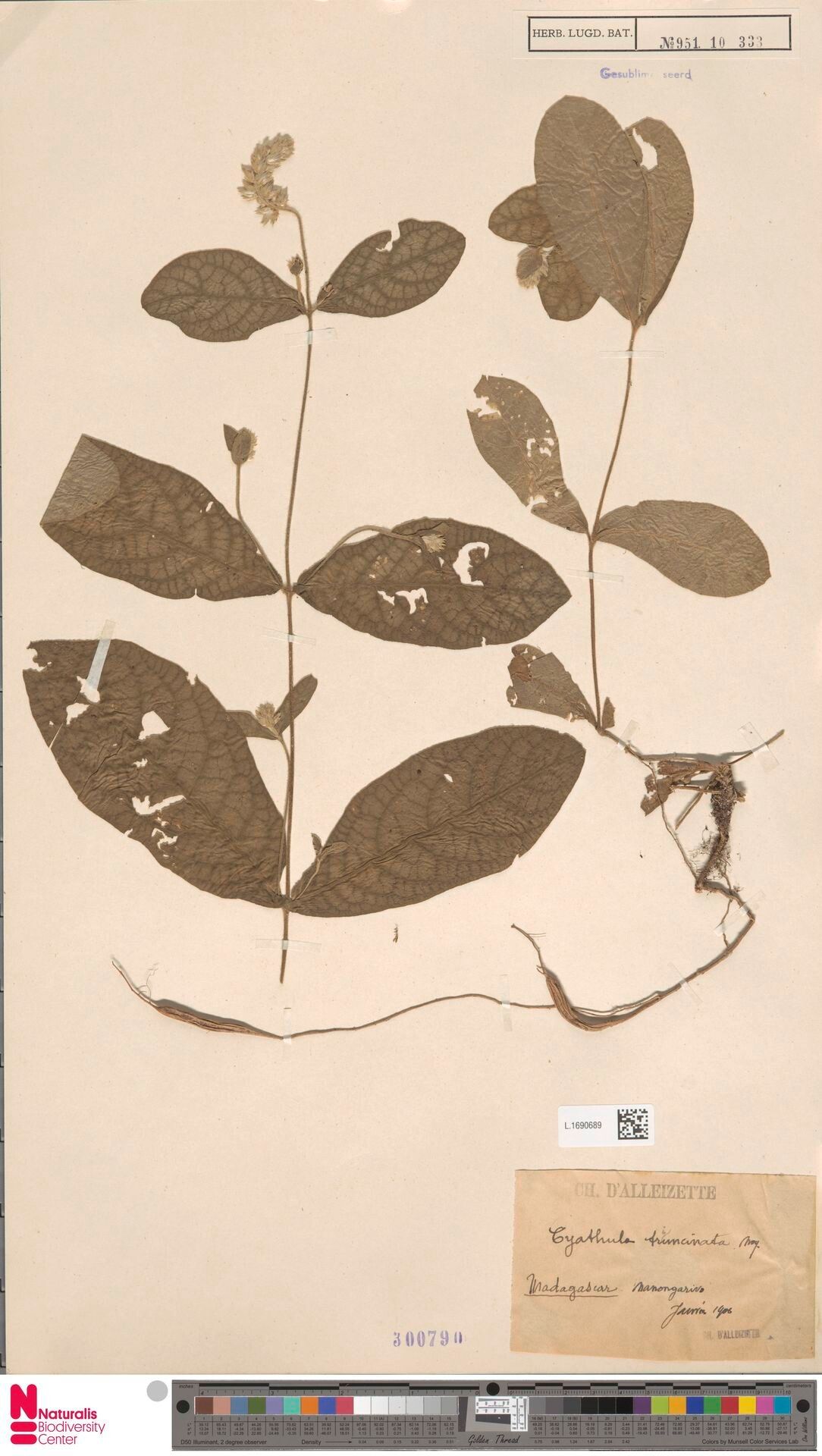 Cyathula triuncinata — houseplant care guide