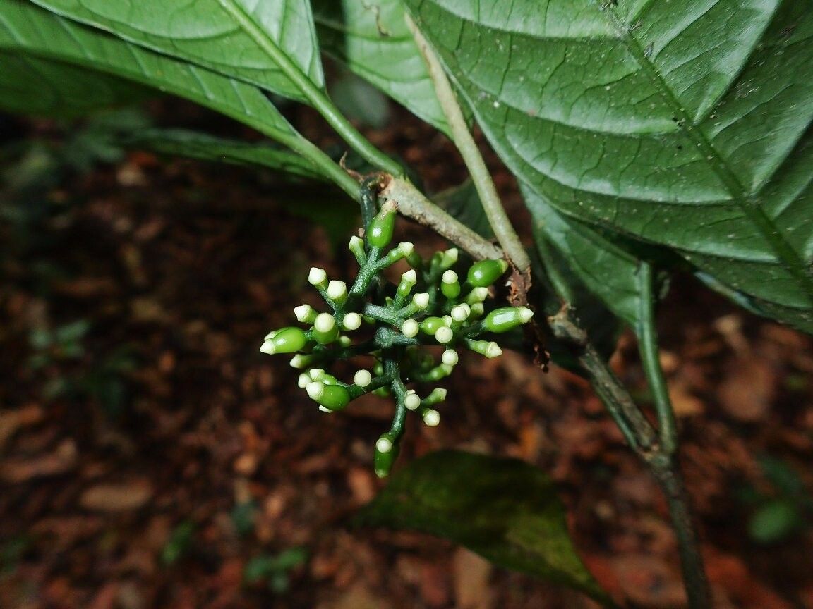 Psychotria laxithyrsa — houseplant care guide