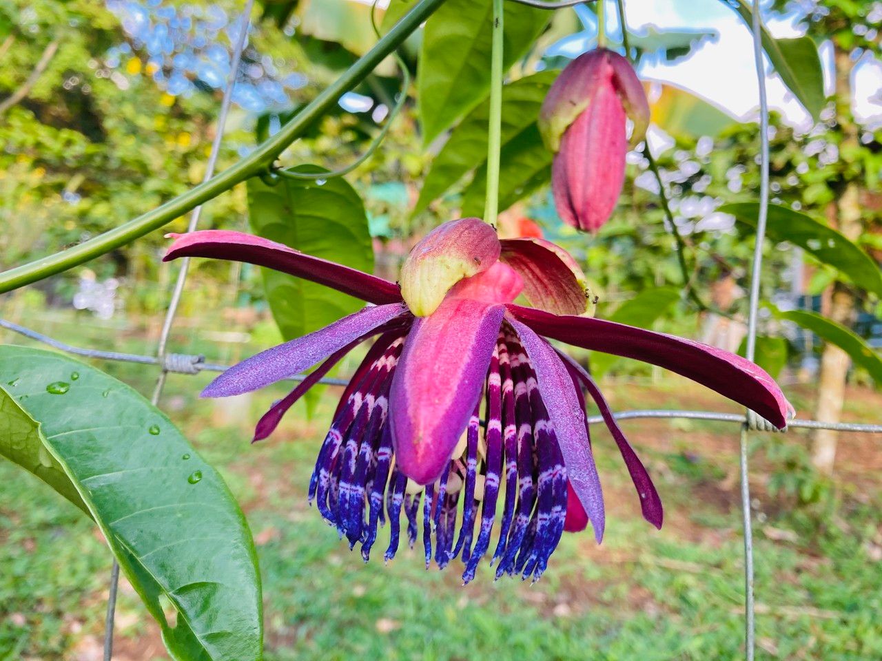 Passiflora ambigua flower
