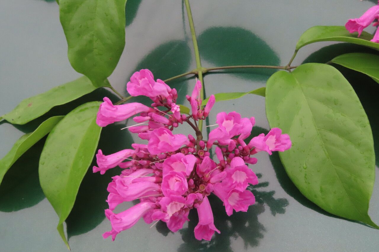 Fridericia chica flower