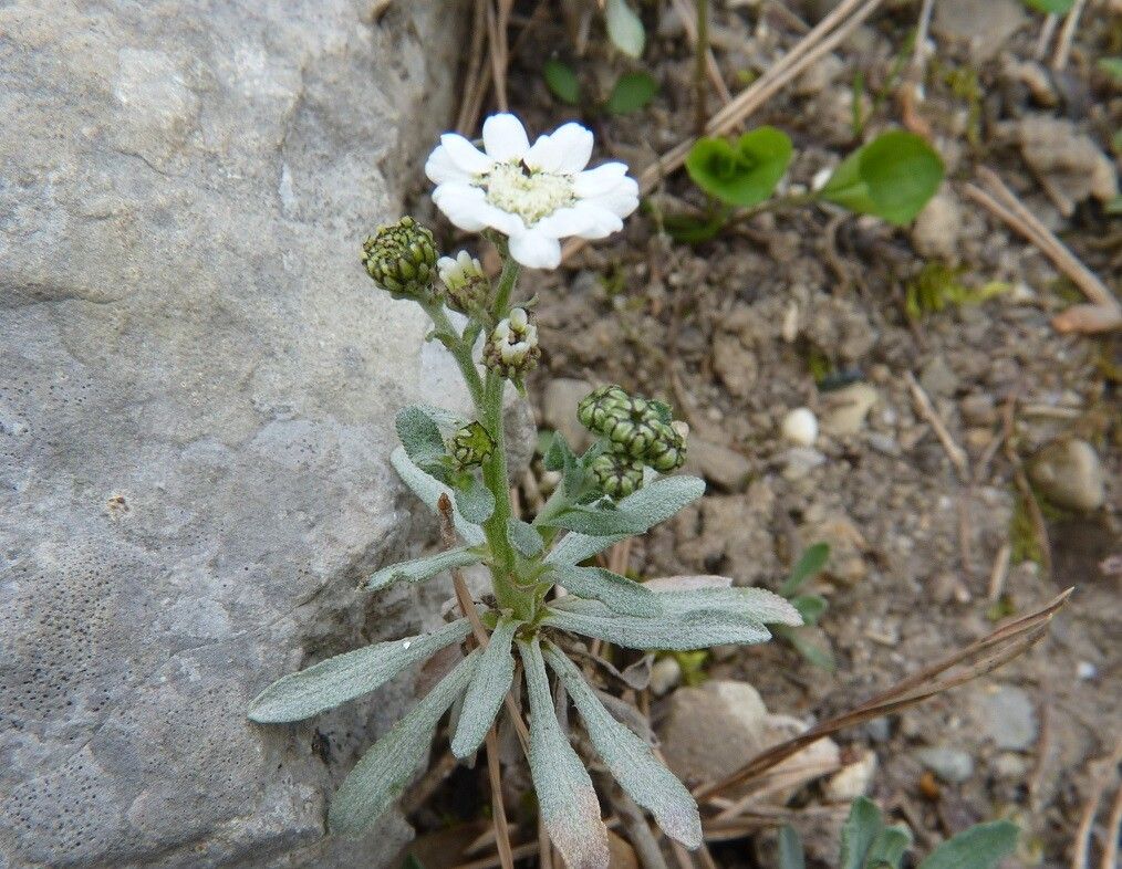Achillea ageratifolia habit