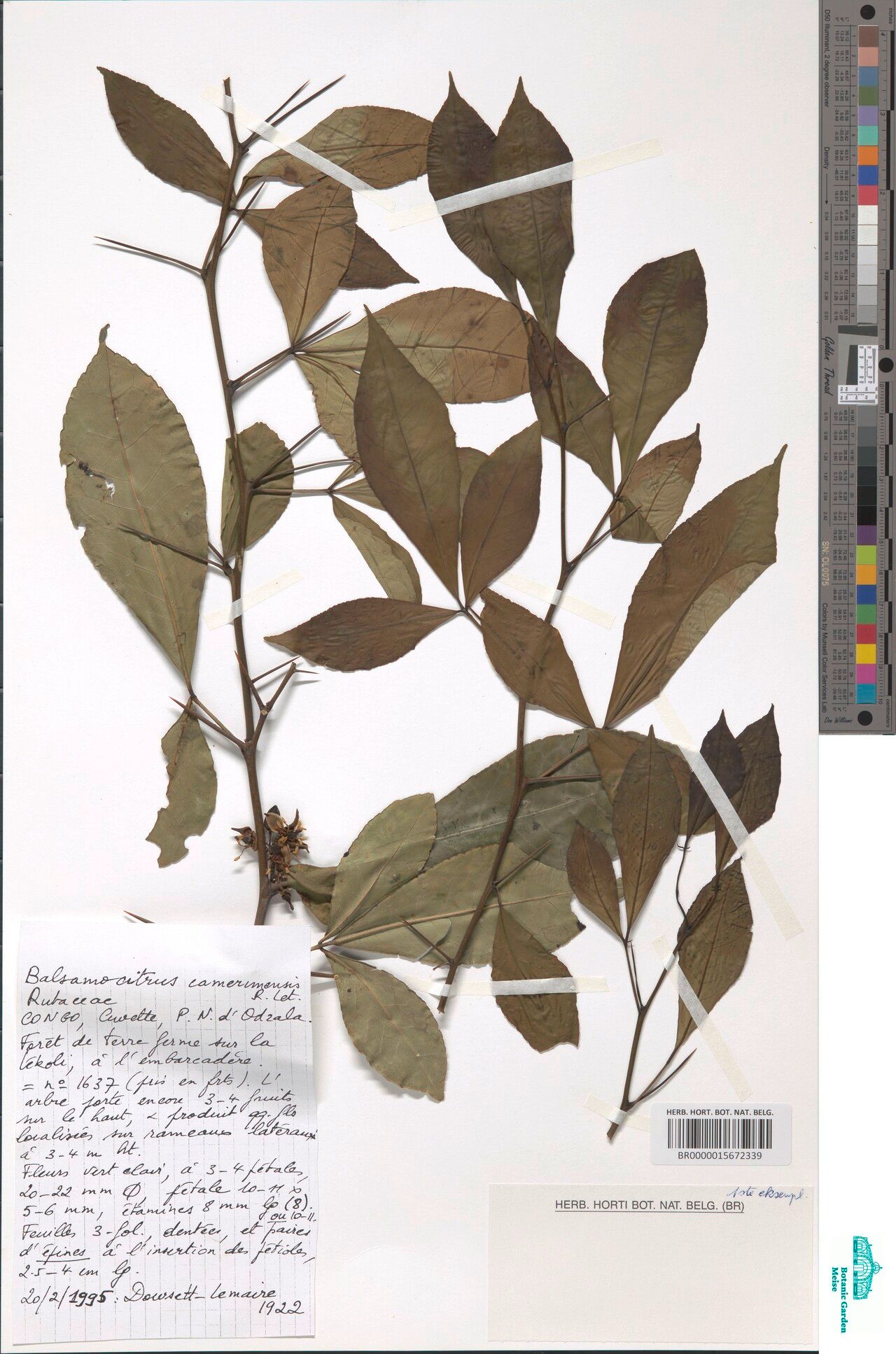 Balsamocitrus camerunensis — related species from the same genus