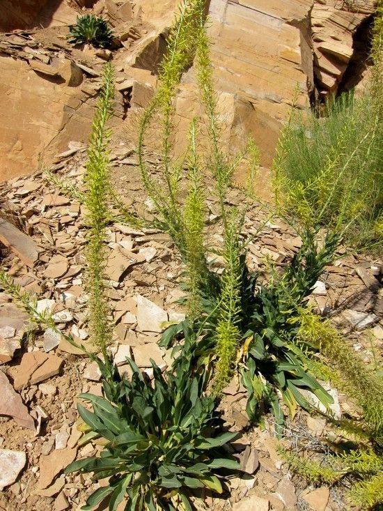 Stanleya viridiflora habit
