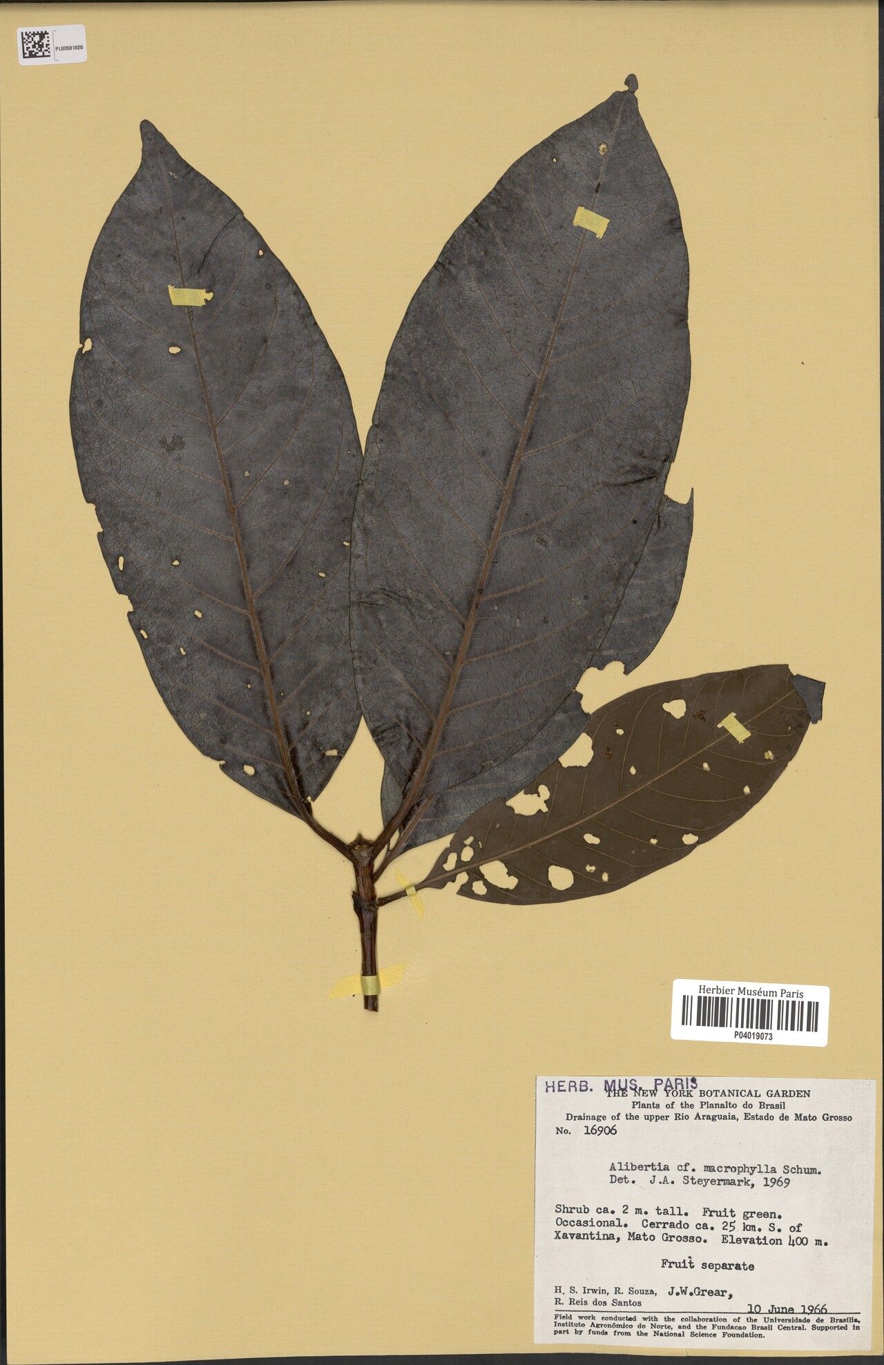 Alibertia claviflora — related species from the same genus