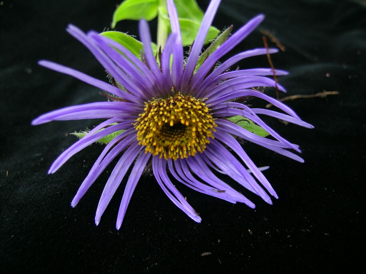 Aster barbellatus — houseplant care guide