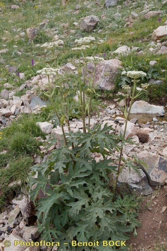 Heracleum granatense habit