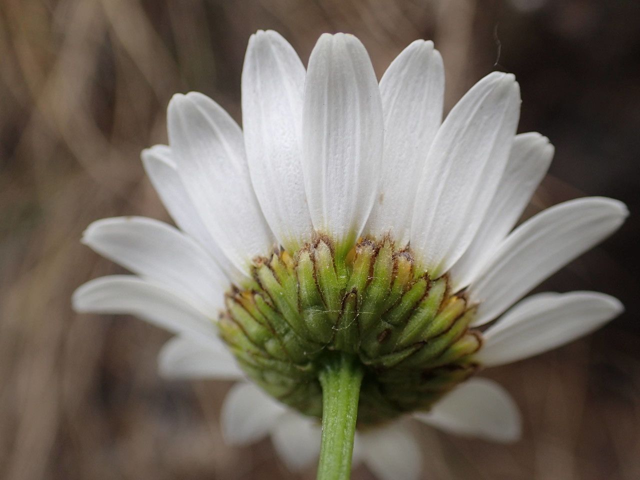 Leucanthemum meridionale flower